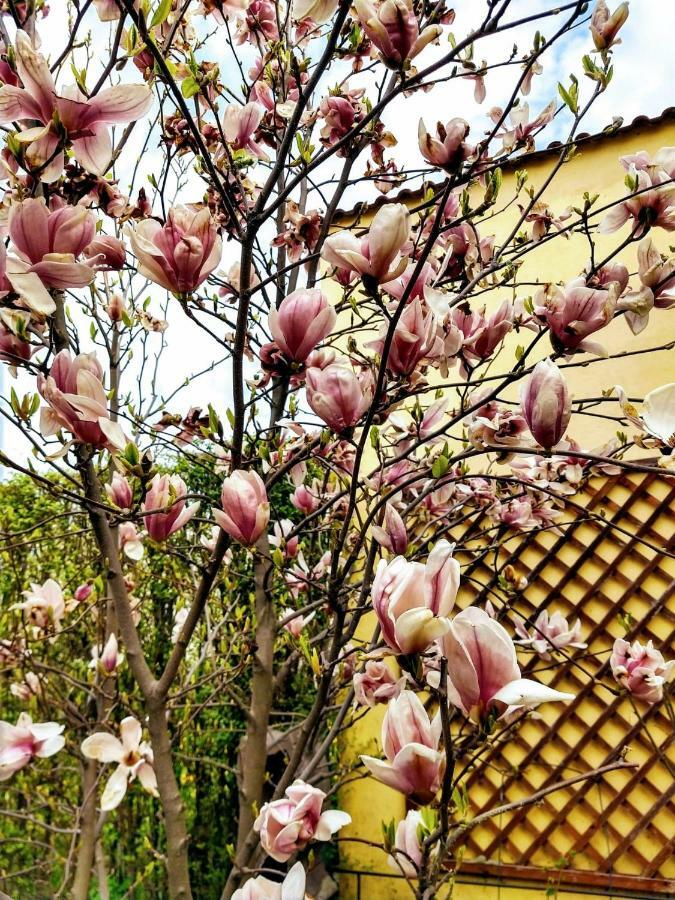 Pensiunea Magnolia Sybin Zewnętrze zdjęcie